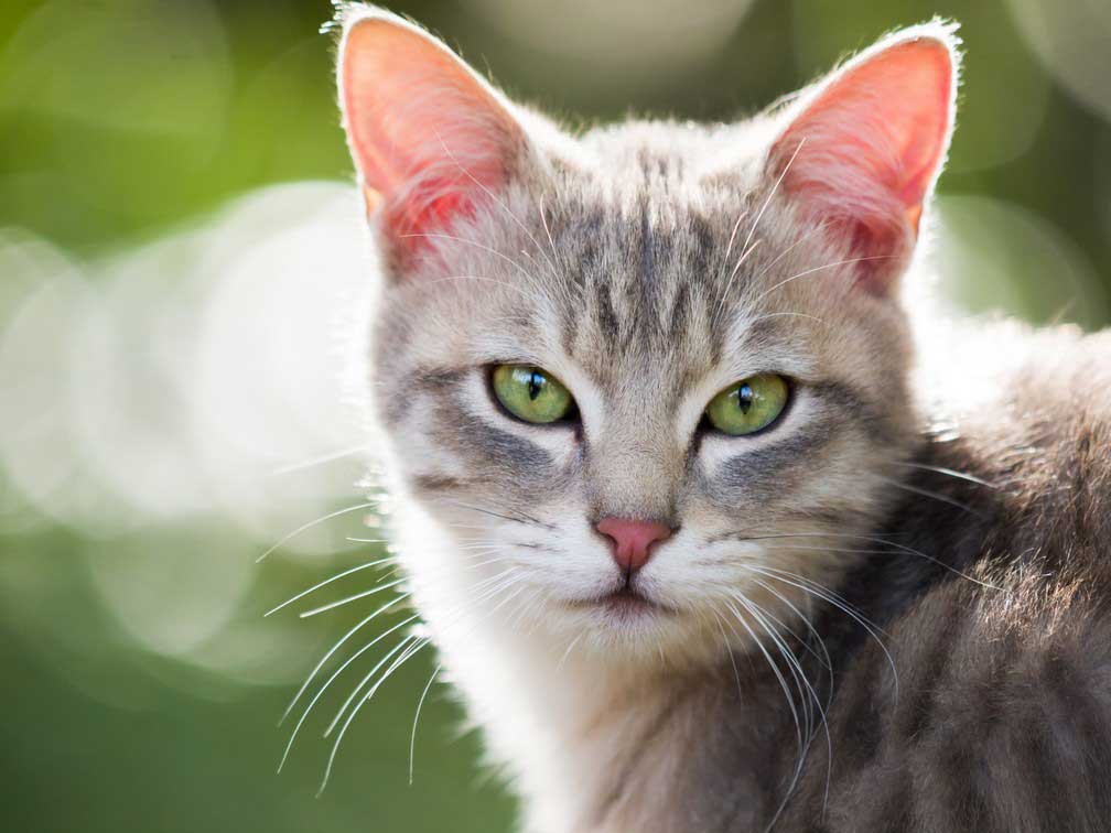 Veterinarian caring for a pet from Alamo, CA at Tassajara Veterinary Clinic