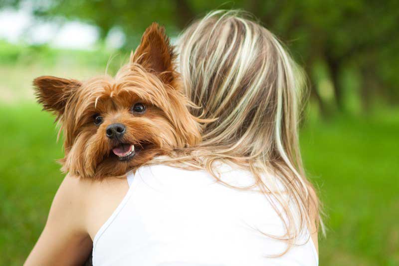 Veterinarian caring for a pet from Blackhawk, CA at Tassajara Veterinary Clinic