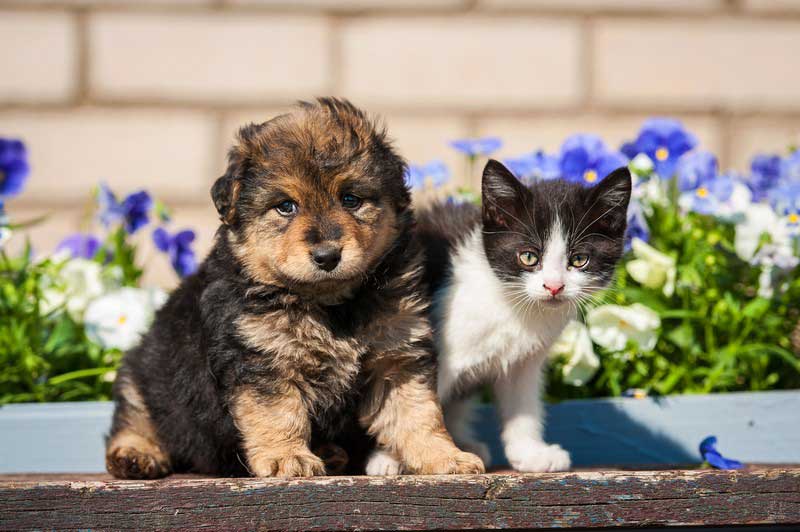 Veterinarian caring for a pet from Pleasanton, CA at Tassajara Veterinary Clinic