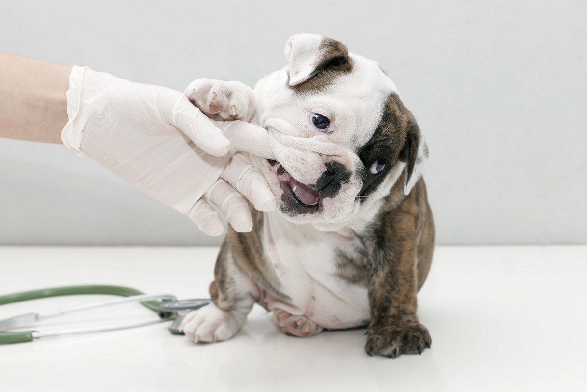 Veterinarian examining a dog's teeth for dental disease at Tassajara Veterinary Clinic in Danville, CA