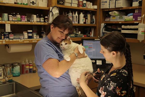 Veterinarian performing a wellness exam on a dog at Tassajara Veterinary Clinic in Danville, CA