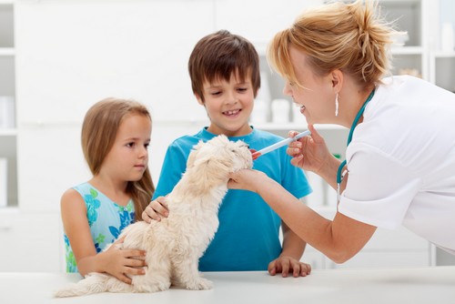 Veterinarian checking a dog for kennel cough symptoms at Tassajara Veterinary Clinic in Danville, CA