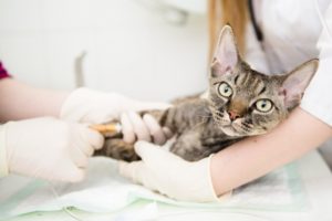 Causes of Hair Loss In Cats